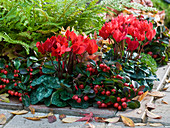 Cyclamen persicum (cyclamen), Gaultheria procumbens