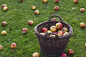 Äpfel auf der Wiese aufsammeln