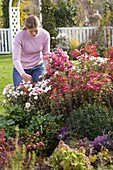 Woman cutting Chrysanthemum (autumn chrysanthemum) for bouquet