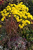 Chrysanthemum indicum 'Novembersonne' (Autumn Chrysanthemum)