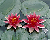 Nymphaea x Hybride 'Attraction' (Water lily)