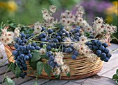 Basket with vitis (grapes) and clematis