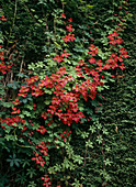 Tropaeolum speciosum (Flammende Kapuzinerkresse)