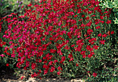 Dianthus deltoides 'Landfeuer' (Heath carnation)