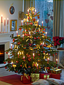 Abies nordmanniana (Nordmann fir) as Christmas tree