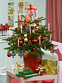 Abies nordmanniana (Nordmann fir) as a living Christmas tree