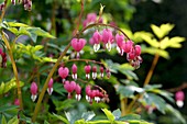 Dicentra spectabilis (Tränendes Herz)