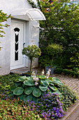 Vorgarten mit Hosta (Funkie), Campanula (Glockenblumen) und Myrtus (Myrten) im Kübel