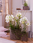 Hippeastrum 'Denver' (Amaryllis) in baskets