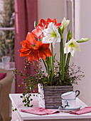 Hippeastrum 'Denver' 'Orange Souvereign' 'Minerva' (Amaryllis)