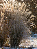 Miscanthus sinensis (Chinese reed) in hoarfrost