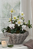 Helleborus niger (Christmas rose), cyclamen (cyclamen) in basket