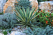 Yucca gloriosa 'Variegata' (Yuccapalme) im Kiesbeet,