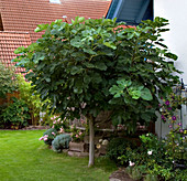 Ficus carica (Feigenbaum) Halbstamm im Garten