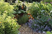 Nutzgarten mit Calendula (Ringelblumen), Cosmos (Schmuckkörbchen), Beta (Mangold), Nepeta (Katzenminze), Tagetes (Studentenblumen), Beete mit Steinen eingefaßt, Weg mit Hackschnitzeln