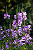 Physostegia virginiana (Gelenkblume)