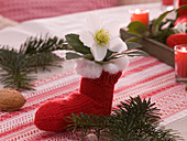 Helleborus (Christmas rose) with cotton wool in red sock