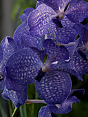 Vanda 'Blue Magic' (tropical orchid)
