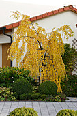 Vorgarten mit Betula pendula 'Youngii' (Trauer - Birke) im Herbst, Buxus