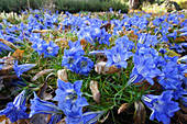 Gentiana sinoornata (Chinesischer Herbst - Enzian)