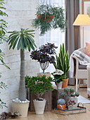 Succulent corner in the living room