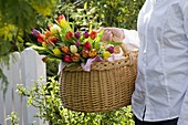 Woman brings basket with filled Tulipa (tulips)