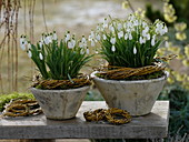 Galanthis nivalis (snowdrops) in conical pots