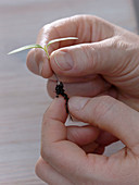 The long root of seedlings is shortened during pricking out