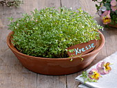 Cress in clay bowl
