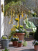 Salix caprea 'Pendula' (hanging catkin willow) as an Easter tree