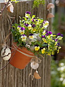 Viola cornuta (Hornveilchen) in Tontopf aufgehängt, dekoriert mit Eiern