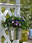 Tin buckets as hanging baskets with herbs and plants with edible flowers