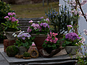 Primula (semi-double primroses) in pastel colours, Rosmarinus (rosemary)