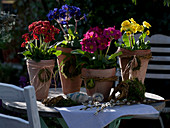 Primula elatior Red, blue, pink and yellow in terracotta pots