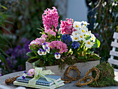 Small wooden box planted with Hyacinthus (Hyacinths), Primula