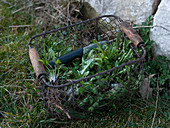 Basket with cut out Taraxacum (Dandelion)