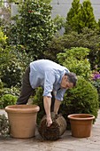 Man replant big potted plants