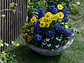 Spring basket with Doronicum (chamomile), Hyacinthus 'Kronos' (hyacinths)