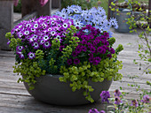 Senecio cruentus Senetti 'Magenta Bicolor', 'Magenta', 'Lavender' (Cinerarien)