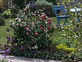 Camellia japonica 'Albino Botti', 'Alessandro Botti' (Camellias)