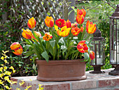 Tulipa 'Flair' (tulips) in terracotta jardiniere