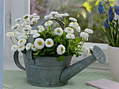 Small galvanised watering can as plant pot for Bellis (Tausendschön)