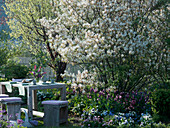 Seating group on the lawn in front of bed with Amelanchier (rock pear)