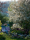 Amelanchier laevis (Bare rock pear) underplanted with Tulipa (Tulips)
