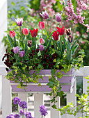 Tulipa (Tulpen), Viola wittrockiana (Stiefmütterchen), Hedera