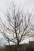 Apple tree (Malus) in the cottage garden