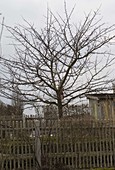 Apfelbaum (Malus) im Bauerngarten hinter Zaun