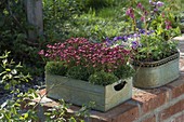 Saxifraga arendsii (Moss saxifrage) in tin box on wall