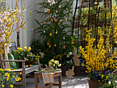 Österliche Terrasse mit Larix (Lärche) geschmückt mit Ostereiern, Forsythia