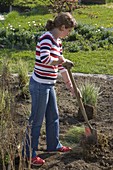 Woman divides grasses before planting with a spade